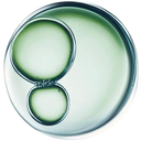 PHYTOPROTEOGLYCANS (2%)
