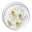 WITCH HAZEL WATER (5%)